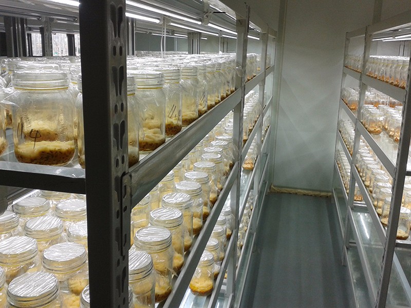 中国(寿光)国际蔬菜科技博览会菜博网菜