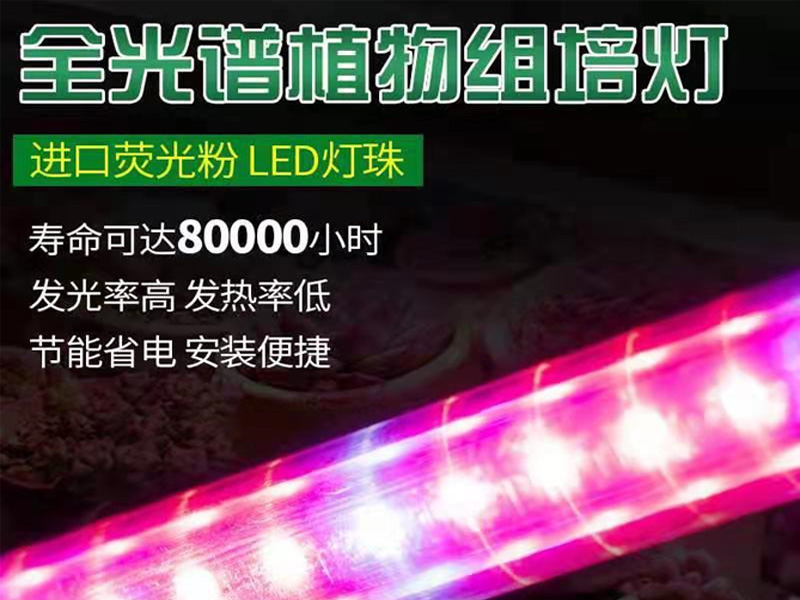 LED蘑菇视频成人在线观看灯-红蓝光