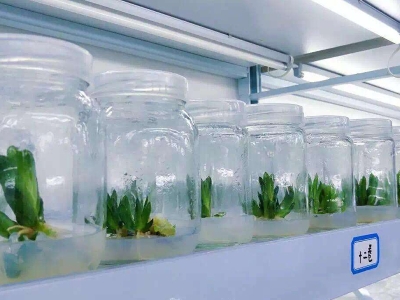 蘑菇视频成人在线观看室,培养架