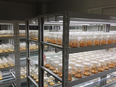 蘑菇视频成人在线观看实验室,植物组织培养