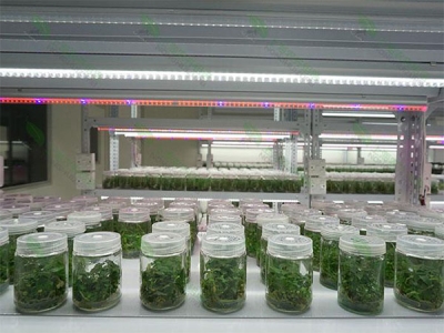 蘑菇视频成人在线观看室设计