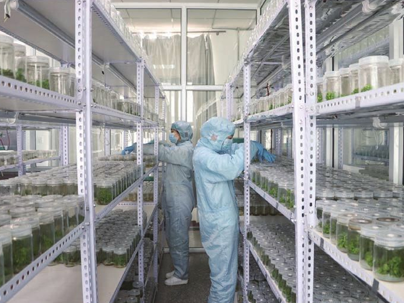 蘑菇视频成人在线观看室,植物组织培养