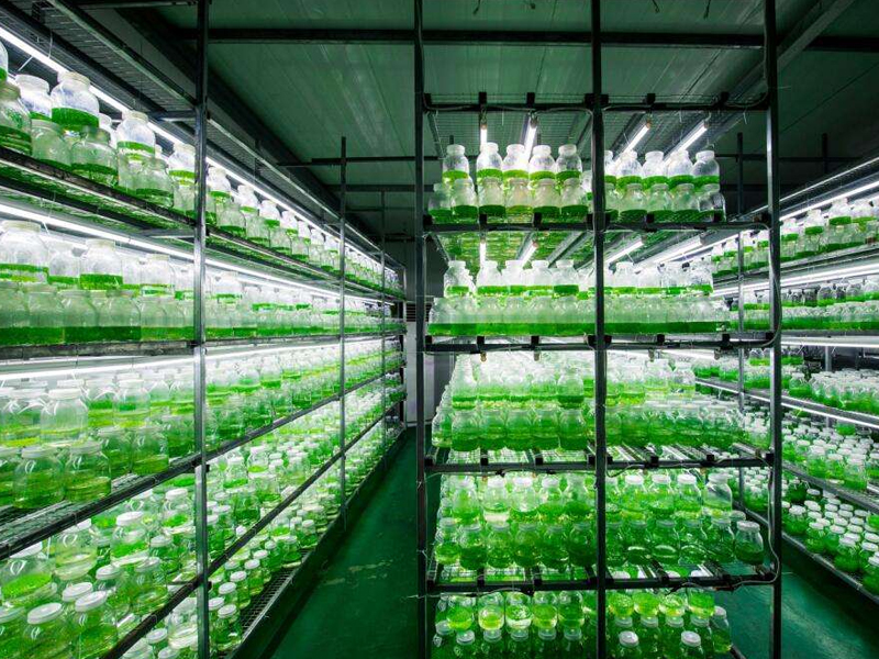 蘑菇视频成人在线观看室6