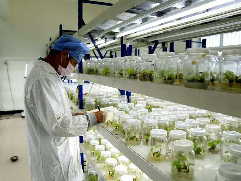 植物组织培养,蘑菇视频成人在线观看