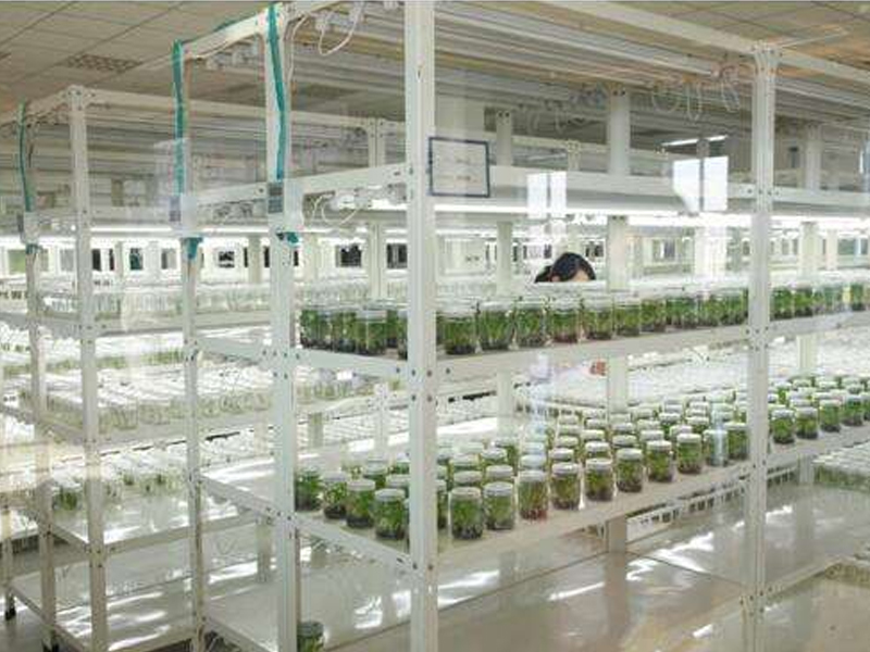 蘑菇视频成人在线观看室,植物组织培养