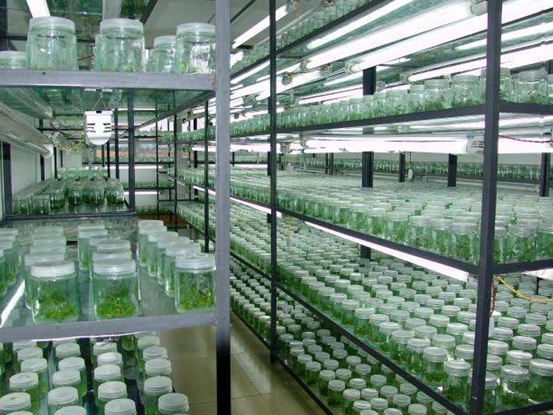 蘑菇视频成人在线观看室7