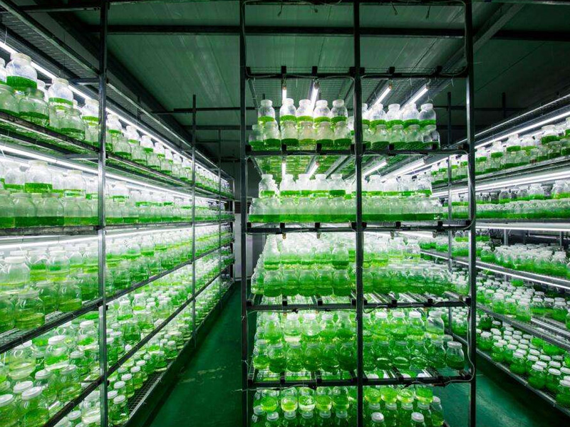 蘑菇视频成人在线观看工程4