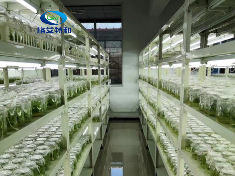 培养架,蘑菇视频成人在线观看架