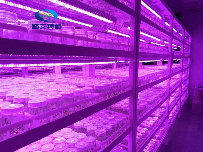 蘑菇视频成人在线观看架 蘑菇视频成人在线观看架