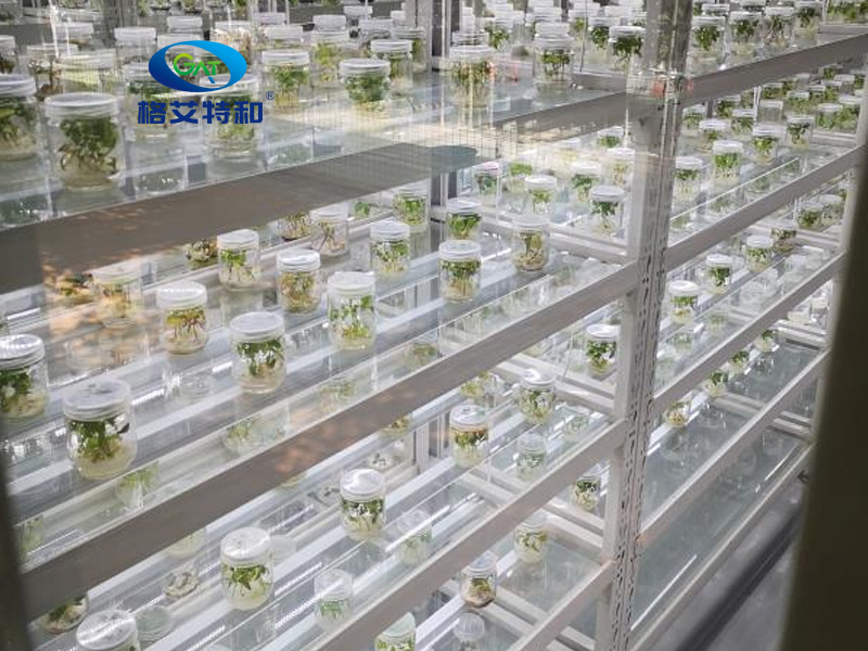 培养架,蘑菇视频成人在线观看架