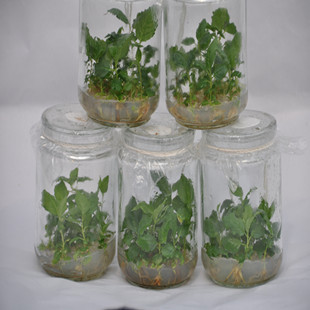 蘑菇视频成人在线观看瓶