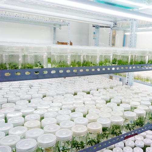 蘑菇视频成人在线观看培养