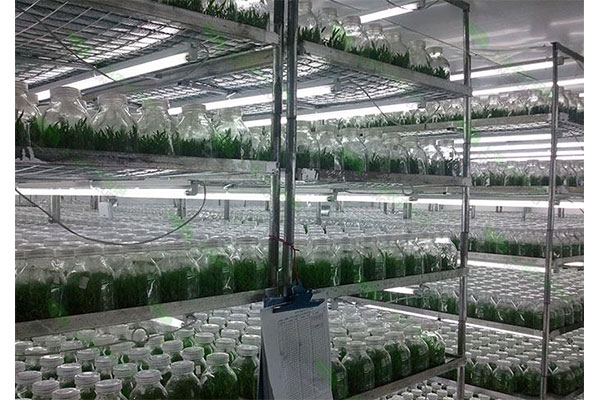 蘑菇视频成人在线观看培养室