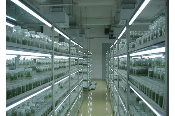 植物蘑菇视频成人在线观看室