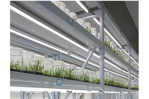 蘑菇视频成人在线观看架