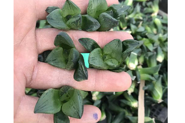 蘑菇视频成人在线观看设备