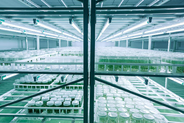 蘑菇视频成人在线观看设备