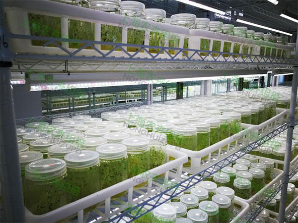 蘑菇视频成人在线观看室设计