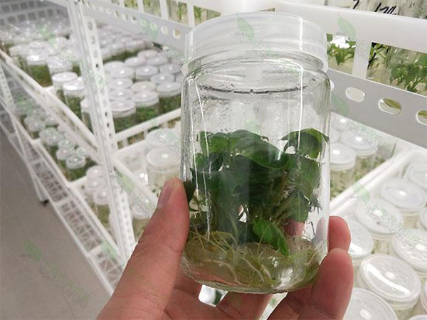 蘑菇视频成人在线观看室设计