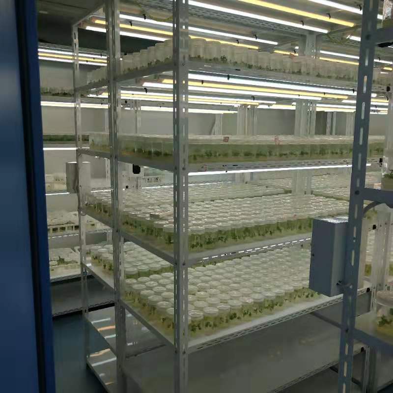 蘑菇视频成人在线观看仪器