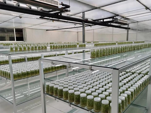 蘑菇视频成人在线观看室设计厂家