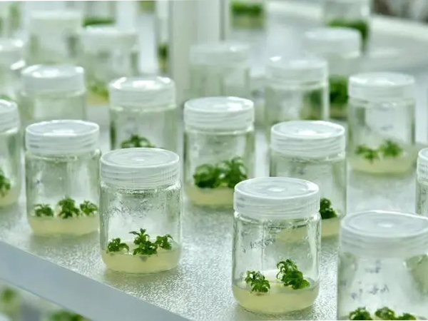 蘑菇视频成人在线观看室设计建设