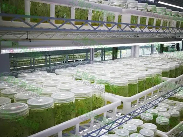 蘑菇视频成人在线观看室设计建设公司