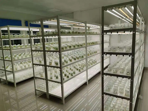 蘑菇视频成人在线观看室设计