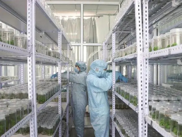 蘑菇视频成人在线观看设计建设