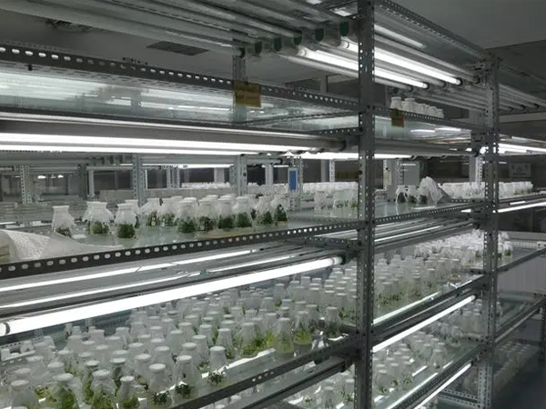 蘑菇视频成人在线观看室设计建设