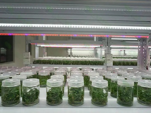 蘑菇视频成人在线观看室设计建设