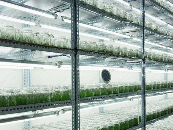 蘑菇视频成人在线观看室设计