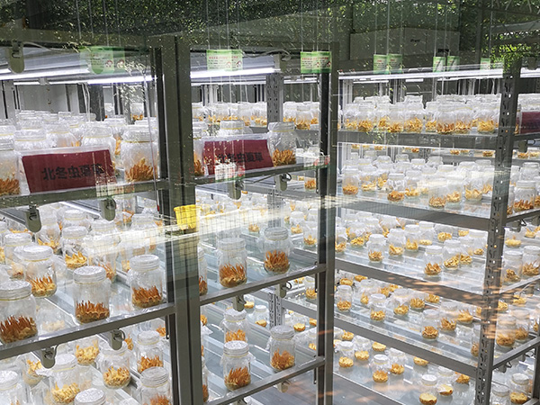 蘑菇视频成人在线观看室设计