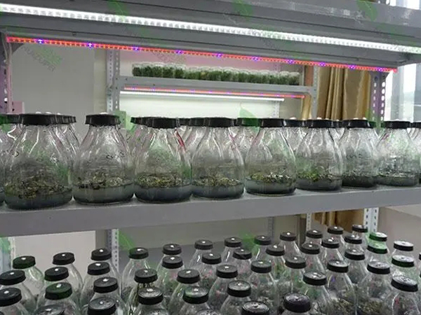 蘑菇视频成人在线观看架