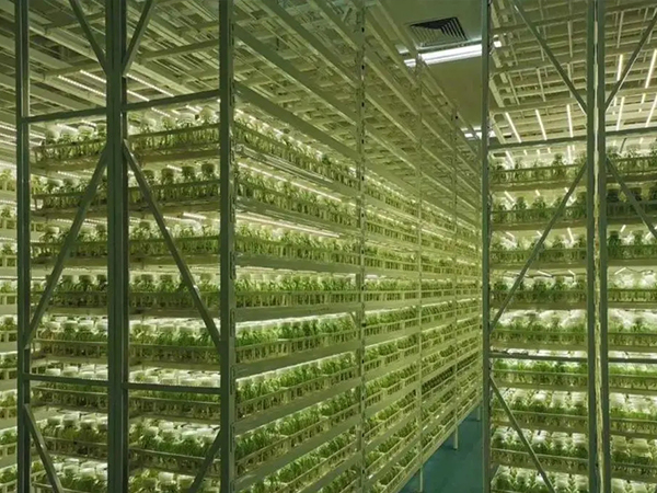 蘑菇视频成人在线观看架