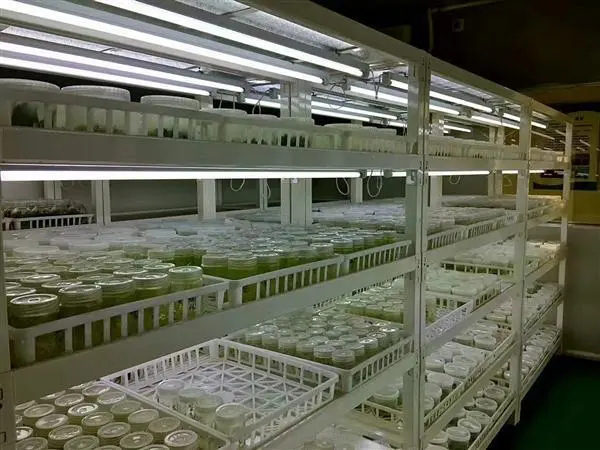 蘑菇视频成人在线观看架厂家